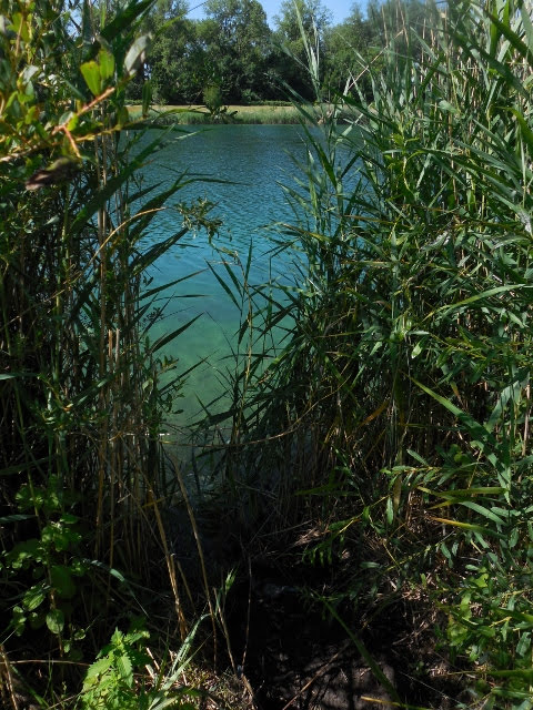 LAC EAUX BLEUES ROSEAUX