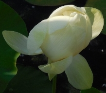 nénuphar blanc