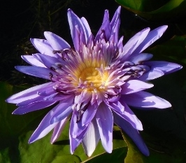 lotus violet