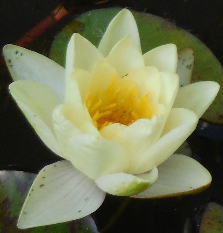 lotus blanc jaune