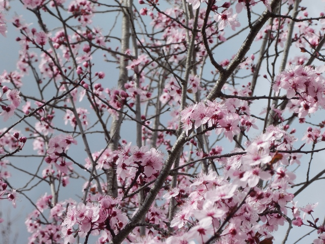 PRUNUS EN FLEURS 3